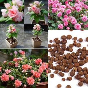 Rose Impatiens Balsamina Bonsaï Plantes à Lintérieur Des