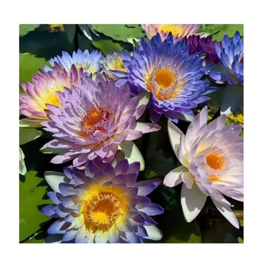 250g Graines De Fleurs De Lotus - Graines Lotus D'Eau Haute Germination Pour Jardin Et Intérieur