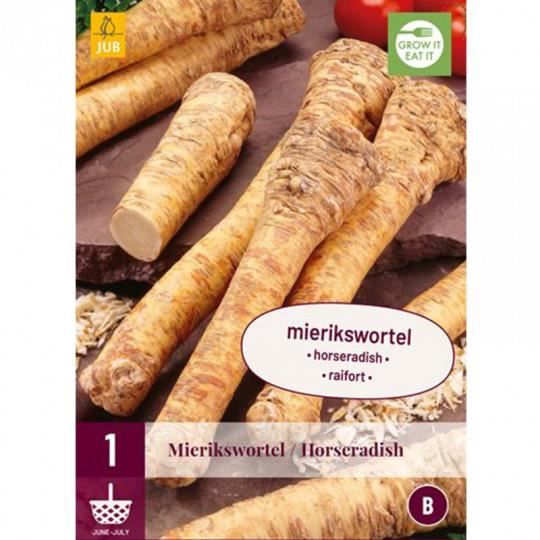 1 Armoracia Rusticana