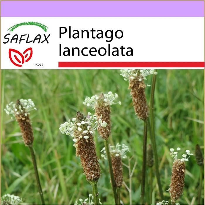 Plantes, graines et bulbes SAFLAX - Plantain lancéolé - 100 graines -  Plantago lanceolata 220010 - Cdiscount Animalerie