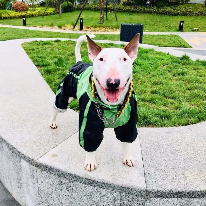 Manteau pour bull terrier store