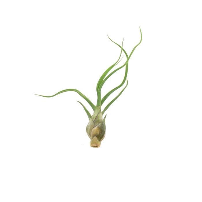 Tillandsia Bulbosa de DIXIE STORE, vraie plante aérienne sans racines,  environ de 8 cm de hauteur, non-toxic pour chats et chiens