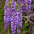VERYNICE-Graine fleur de glycine grimpante violet 100pcs-2
