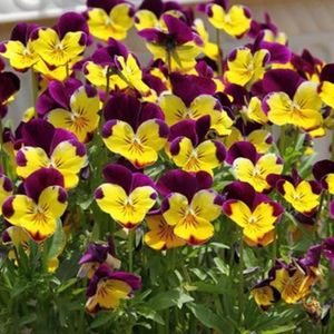 GRAINE - SEMENCE GRAINE - SEMENCE Graines de plantes 20pcs  sac Graines de fleurs dalto en pot colorées à style-Viola cornuta seeds1