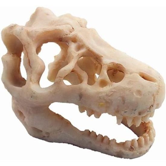 Location de squelette de dinosaure - Global Végétal