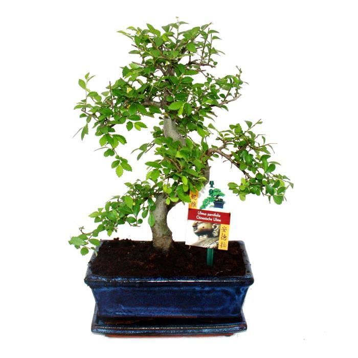 Bonsaï en orme de Chine - Ulmus parviflora - environ 8 ans - Cdiscount