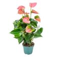 Anthurium 'Aristo' Rose - Flamingo Plant - Plante d'intérieur - Entretien facile D12 cm - H30-40 cm-0