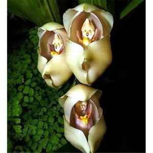 GRAINE - SEMENCE Oeufs Rare bébé Orchidée Graines Graines de fleurs