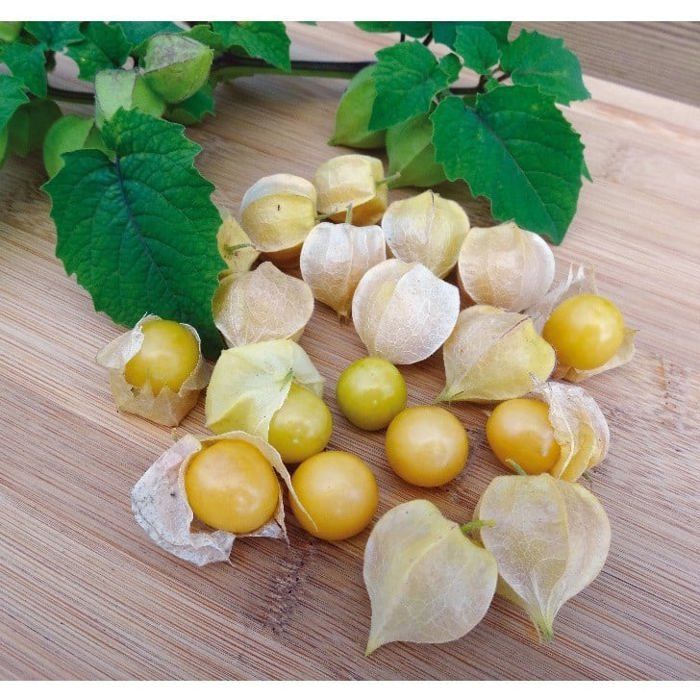 Graine - Semence - Physalis Goldmurmel