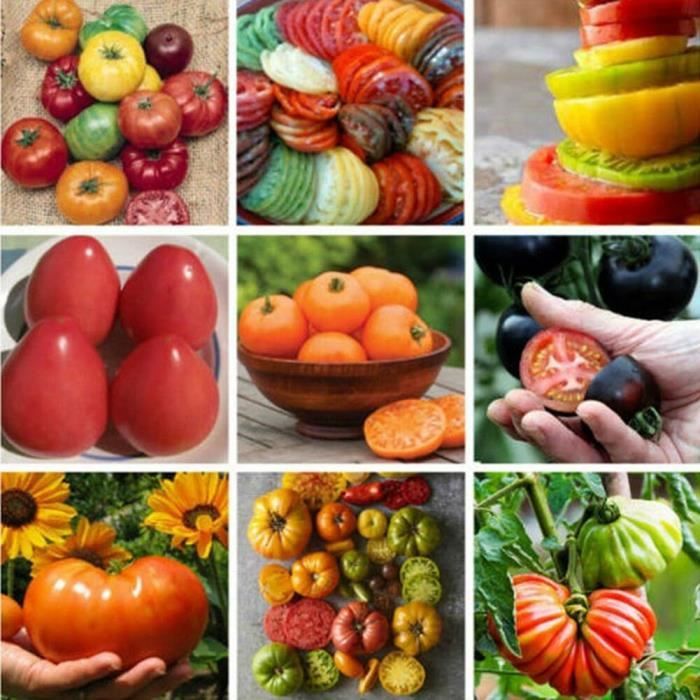 https://www.cdiscount.com/pdt2/9/6/2/1/700x700/auc1691181952962/rw/200pcs-graines-de-tomates-melangees-jardin-ferme.jpg