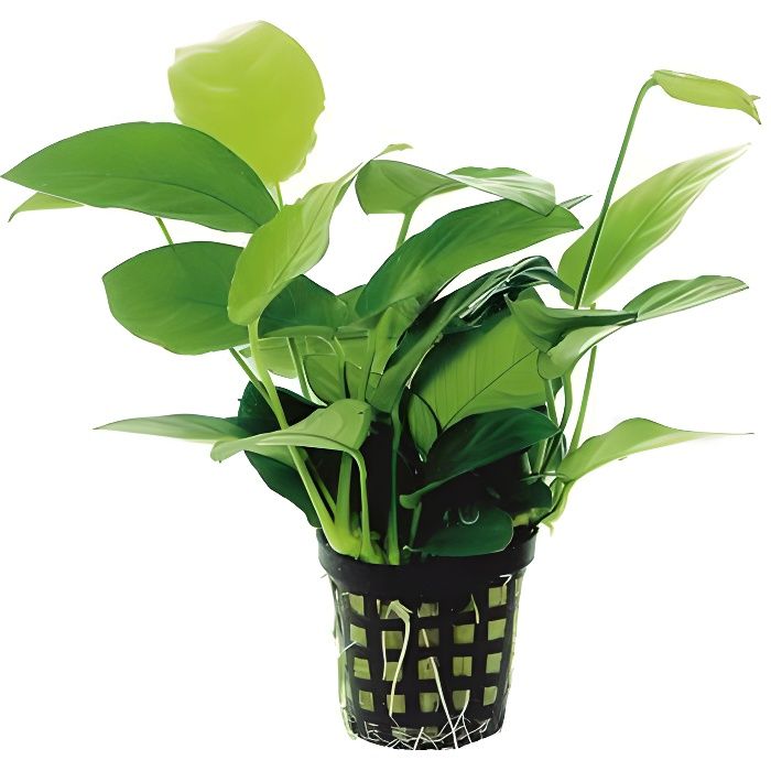Plante D'aquarium Anubias Nana Vivante - Pour Eau Douce, Facile D'entretien, Livrée Avec Passeport Phytosanitaire