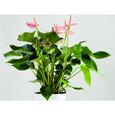 Anthurium 'Aristo' Rose - Flamingo Plant - Plante d'intérieur - Entretien facile D12 cm - H30-40 cm-2