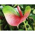 Anthurium 'Aristo' Rose - Flamingo Plant - Plante d'intérieur - Entretien facile D12 cm - H30-40 cm-3