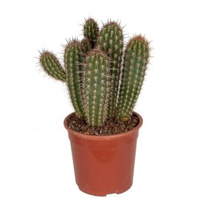 PLANTE POUSSÉE Cactus et plante grasse – Pilosocereus – Hauteur: 50 cm XC6E