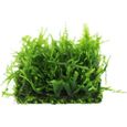Belypoke Tapis de mousse de Java - 118 ml - Plantes vivantes pour aquarium - Décoration d'aquarium d'eau douce (1 pièce)227-1