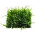 Belypoke Tapis de mousse de Java - 118 ml - Plantes vivantes pour aquarium - Décoration d'aquarium d'eau douce (1 pièce)227-2