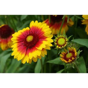 GRAINE - SEMENCE 100 Graines de Gaillarde - fleurs plantes vivace - méthode BIO