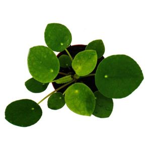 PLANTE POUSSÉE Mini - Pilea peperomioides - Glückstaler - Arbre à monnaie chinois - plante de nombril dans un pot de 5,5cm.