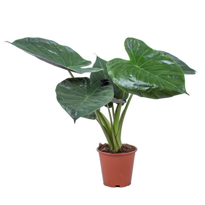 Alocasia 'Wentii' | Oreille d'éléphant chacun - Plante d'intérieur en pot de pépinière D19 cm - H55-65 cm