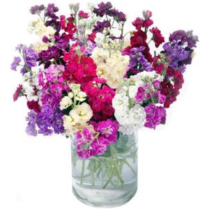 GRAINE - SEMENCE Fleur GrainesGraines de Fleurs Violettes d'extérieur, Quatre Saisons faciles à cultiver, graines de Fleurs d'herbe, Violettes,  A444