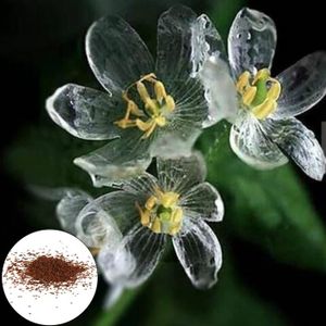 GRAINE - SEMENCE Graines-20Pcs Skeleton Flower Seed Non-GMO Perennial Transparent Flower Rare Skeleton Flower Seedlings for Bonsai 
