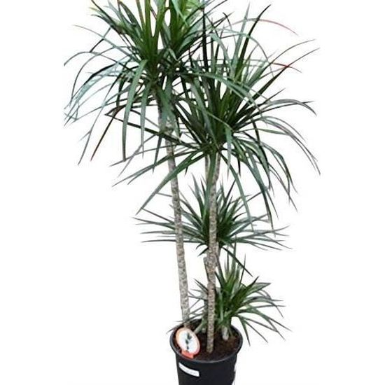 Dracaena marginata Plante pour la maison ou le bureau hauteur 1,4 m Dragonnier de Madagascar Plante dintérieur 