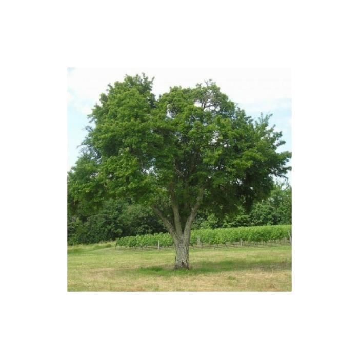 Arbre Dessin Arbre Fruitier Nain Mirabelle