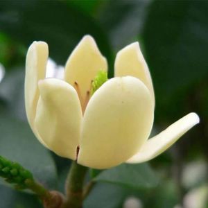 Plantes, graines et bulbes Plante d'intérieur de Botanicly – Bananier en  pot de fleur crème comme un ensemble – Hauteur: 220445 - Cdiscount Jardin