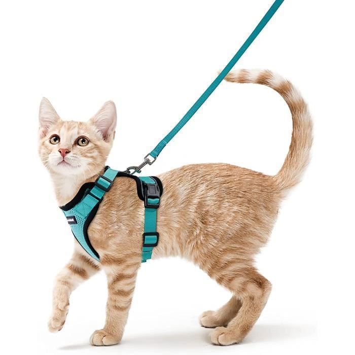 Harnais Petit Chat Reglable Confortable Harnais Veste Pour Petit Chien Reflechissant Avec Laisse Facile A Mettre Pour Chat S Vert Cdiscount