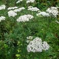 1000 Graines d'Achillée Millefeuille - fleurs médicinale aromatique - semences paysannes-1
