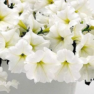 GRAINE - SEMENCE 200 Pièces Pétunia Blanc Des Graines Vivace Héritage Valeur Ornementale Est L'une Des Fleurs Les Plus Populaires Plantées [119]