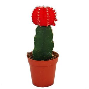 PLANTE POUSSÉE Gymnocalycium mihanovichii - cactus à la fraise - rouge - pot de 5,5cm