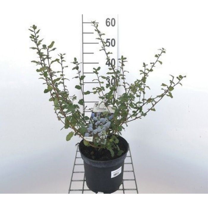 Ceanothus hybr. Concha - Céanothe 25- 30 cm en pot