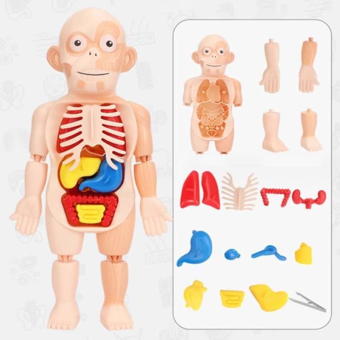 Children's Enlightenment Toys,Jouets d'éveil pour enfants,Modèle de corps  humain,Modèle d'organe de torse humain assemblé - Cdiscount Jeux - Jouets