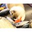 Jouets Pour Chat Coussin En Forme De Poisson Catnip Jouet De Jeu Pour Chat M3907 Cdiscount Jouets Pour Chat Coussin En Forme De Poisson Catnip Jouet De Jeu Pour Chat M3907 Cdiscount