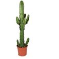 Cactus et plante grasse – Cactus Euphorbia – Hauteur: 70 cm X80E-0