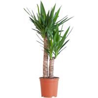 BloomPost Yucca Elephantipes - 75-85 cm Plante d'Intérieur - Plantes d'Intérieur Faciles d'Entretien Pour la Maison et le Bureau95