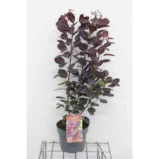 Royal Purple Lot De 3 Arbres à Perruque 'Royal Purple' – Cotinus