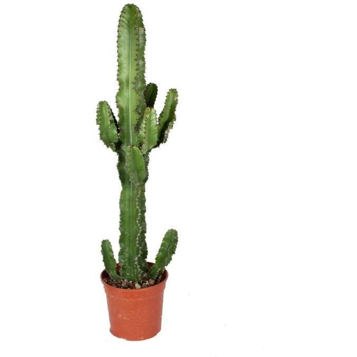Cactus et plante grasse – Cactus Euphorbia – Hauteur: 70 cm X80E