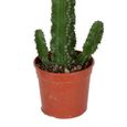 Cactus et plante grasse – Cactus Euphorbia – Hauteur: 70 cm X80E-1
