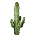 Cactus et plante grasse – Cactus Euphorbia – Hauteur: 70 cm X80E-2