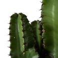 Cactus et plante grasse – Cactus Euphorbia – Hauteur: 70 cm X80E-3