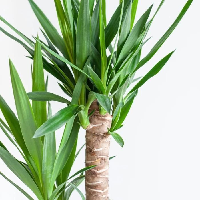 Yucca Elephantipes BloomPost 75-85cm - Plante D'intérieur Facile, Purificatrice D'air Pour Maison Et Bureau