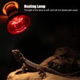 Ampoule de lampe chauffante de chauffage infrarouge durable pour alimentation pour animaux de compagnie de reptiles (75 W)-0