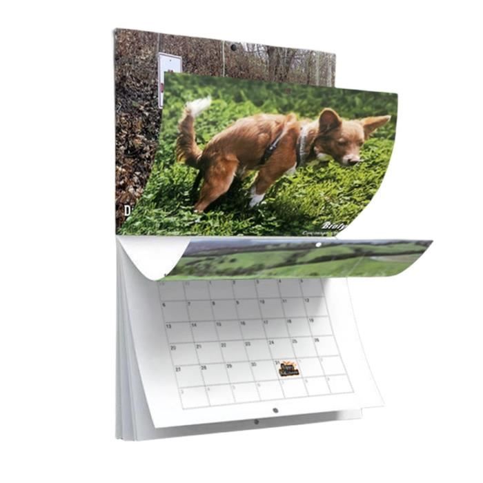 Calendrier Chiens Caca 2024 (French Edition)