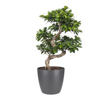 bonsaï – Bonsaï en pot de fleur anthracite comme un ensemble – Hauteur: 70 cm X47F