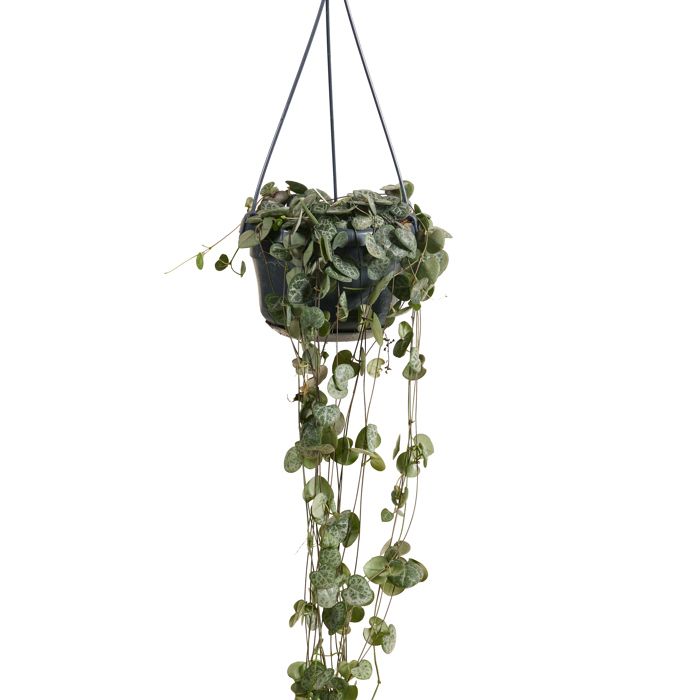 Ceropegia Woodii - Lanterne chinoise - Plante suspendue - H. 15-20 cm - P. 12 cm