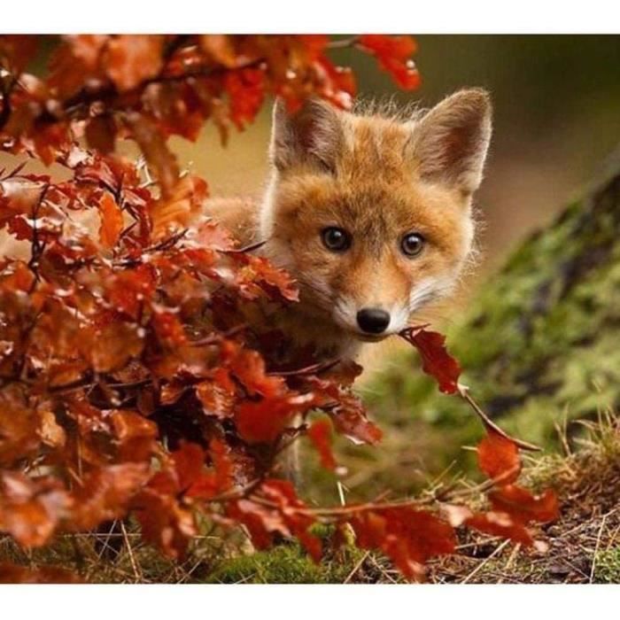 Diy Jeux De Puzzle Renard Mignon Casse Tete Jeu Creatif Puzzle Enfants Adultes Cadeau 50x75cm 4241 Cdiscount Jeux Jouets