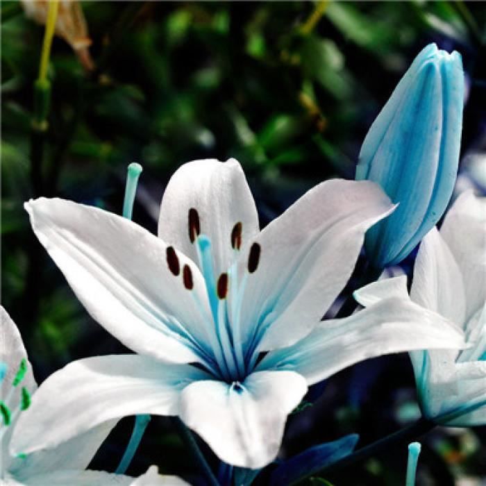 Version 5 - Lys Rare En Pot Pas Bulbes De C'Est Bonsaï Lilum Fleur  Extérieure Vivace Agréable Parfum Plante Pour La Maison Et Le - Cdiscount  Jardin