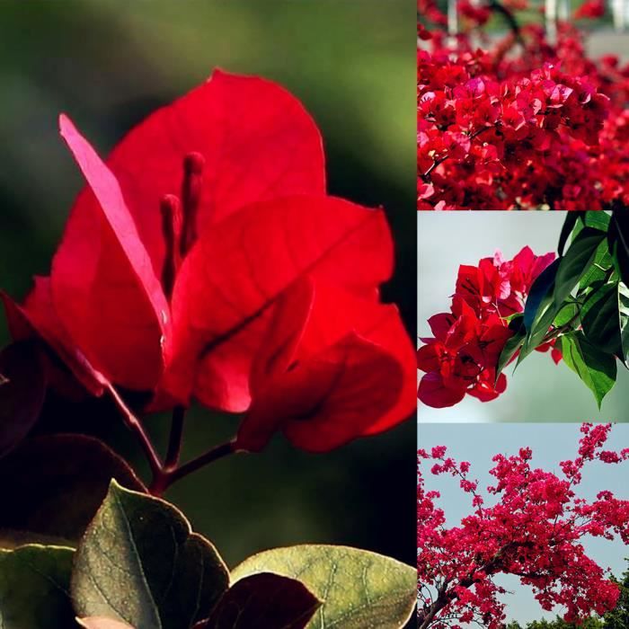 Graines De Bougainvilliers Mélangées – Lot De 100 Graines – Facile à Cultiver En Pot Ou Jardin – Pour Débutants Et Experts